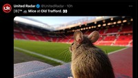 Bagi tikus, mungkin Old Trafford rumah yang nyaman dengan hamparan rumput hijau yang luas. (Foto: Twitter @UnitedRadar)