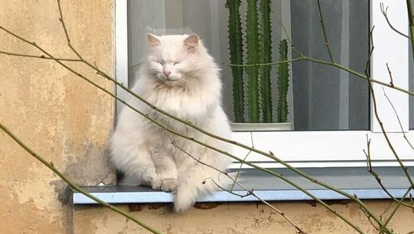 Potret 15 Kucing Tertangkap Kamera Saat Santai di Jendela, Lucu-lucu Deh