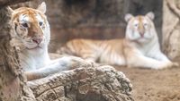 Potret Harimau Kembar Berbulu Emas yang Hebohkan Thailand