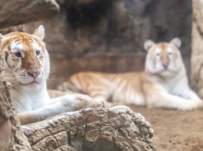 Potret Harimau Kembar Berbulu Emas yang Hebohkan Thailand