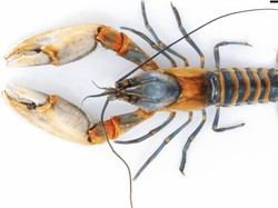 Spesies Baru Udang Karang Ditemukan di Papua, Ini Penampakannya!