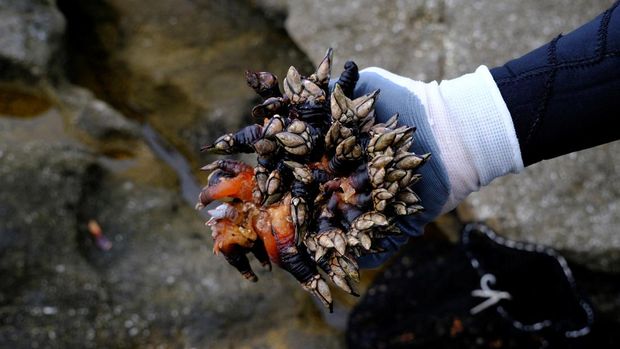 Adriana, 31, buys boxes with barnacles in front of Israel Martinez, an auctioneer, that were caught off the Atlantic coasts of Galicia during an auction ahead of Christmas celebrations in the port of Coruna, Spain December 21, 2024. REUTERS/Nacho Doce, Spain