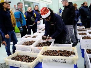 Teritip, Hidangan Natal Favorit Orang Spanyol Terancam Perubahan Iklim