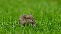 Penampakan Tikus Old Trafford Masuk Lapangan Saat MU Tanding