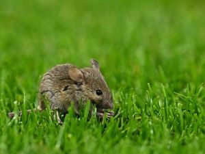 Duh... Ada Tikus di Old Trafford! Duh... Ada Tikus di Old Trafford!