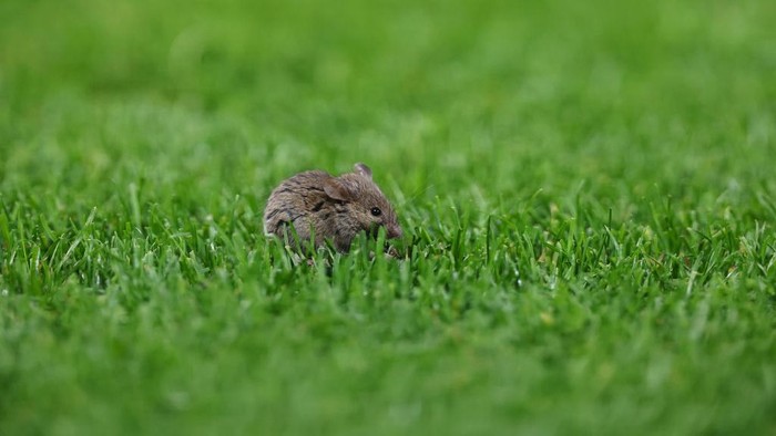 MANCHESTER, ENGLAND - NOVEMBER 28:  A mouse on the pitch during the UEFA Europa League 2024/25 League Phase MD5 match between Manchester United and FK Bodo/Glimt at Old Trafford on November 28, 2024 in Manchester, England. (Photo by Robbie Jay Barratt - AMA/Getty Images)
