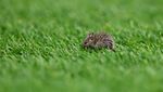 Penampakan Tikus Old Trafford Masuk Lapangan Saat MU Tanding