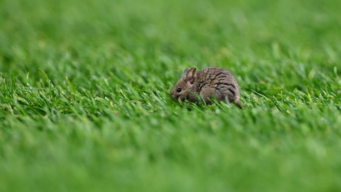 MANCHESTER, ENGLAND - NOVEMBER 28: A mouse on the pitch during the UEFA Europa League 2024/25 League Phase MD5 match between Manchester United and FK Bodo/Glimt at Old Trafford on November 28, 2024 in Manchester, England. (Photo by Robbie Jay Barratt - AMA/Getty Images)