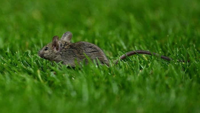  A mouse is seen on the pitch during the UEFA Europa League 2024/25 League Phase MD5 match between Manchester United and FK Bodo/Glimt at Old Trafford on November 28, 2024 in Manchester, England. (Photo by Justin Setterfield/Getty Images)