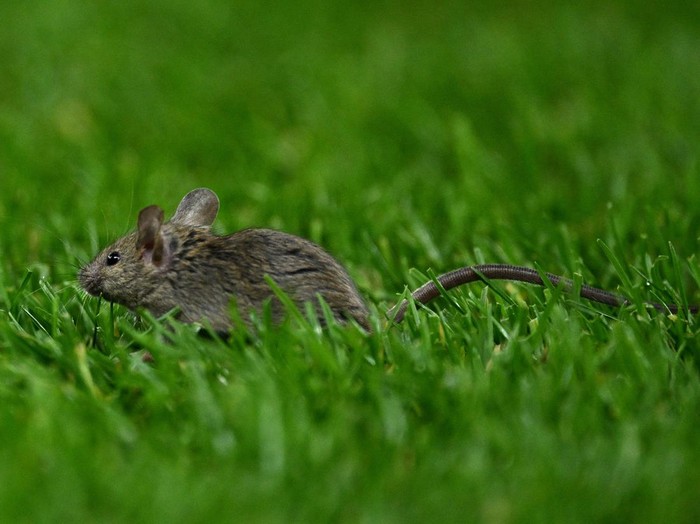 MANCHESTER, ENGLAND - NOVEMBER 28: A mouse is seen on the pitch during the UEFA Europa League 2024/25 League Phase MD5 match between Manchester United and FK Bodo/Glimt at Old Trafford on November 28, 2024 in Manchester, England. (Photo by Justin Setterfield/Getty Images)