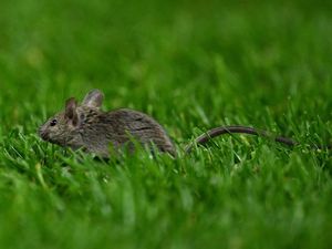 Old Trafford Gak Hanya Bocor, tapi Juga Diganggu Hama Tikus Old Trafford Gak Hanya Bocor, tapi Juga Diganggu Hama Tikus