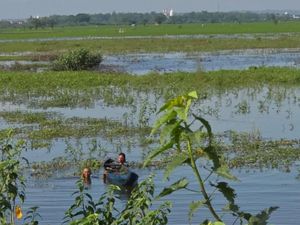 Pelajar SMP Lamongan Tewas Tenggelam di Rawa Usai Perahunya Oleng Pelajar SMP Lamongan Tewas Tenggelam di Rawa Usai Perahunya Oleng