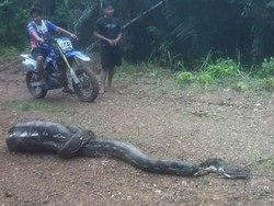 Warga Enrekang Kembali Tangkap Piton Pemangsa Anak Sapi, Kali Ini 6 Meter