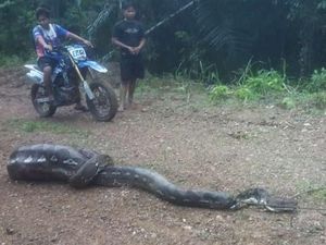 Warga Enrekang Kembali Tangkap Piton Pemangsa Anak Sapi, Kali Ini 6 Meter Warga Enrekang Kembali Tangkap Piton Pemangsa Anak Sapi, Kali Ini 6 Meter