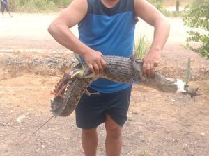 Buaya 1,5 Meter Muncul di Embung Bombana Usai Tersengat Alat Setrum Ikan Buaya 1,5 Meter Muncul di Embung Bombana Usai Tersengat Alat Setrum Ikan