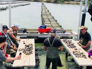Tur Ini Ajak Pesertanya Makan Tiram Segar Tepat di Tengah Laut