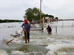 120 Rumah di Indramayu Diterjang Banjir Rob 120 Rumah di Indramayu Diterjang Banjir Rob