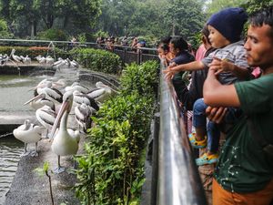 Video: Yang Menarik di Ragunan Selama Libur Natal dan Tahun Baru! Video: Yang Menarik di Ragunan Selama Libur Natal dan Tahun Baru!