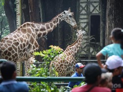 Video: Puncak Lonjakan Pengunjung Ragunan Diprediksi Terjadi Saat Tahun Baru
