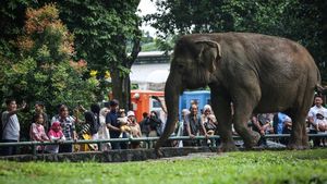 Ramainya Pengunjung Ragunan Saat Libur Natal