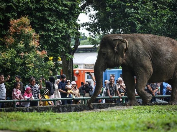 Ramainya Pengunjung Ragunan Saat Libur Natal