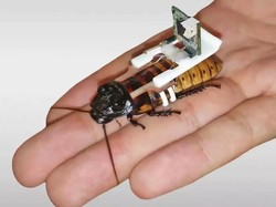 Hanya Semenit Peneliti Bisa Buat Kecoak Cyborg