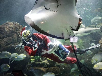 Serunya Melihat Pertunjukan Sinterklas di Dalam Air