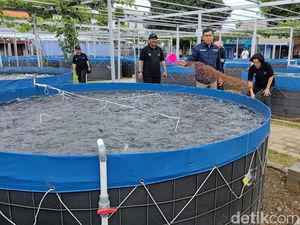 Smart Fisheries Village Banyuwangi Siap Suplai Ikan Makan Bergizi Nasional Smart Fisheries Village Banyuwangi Siap Suplai Ikan Makan Bergizi Nasional