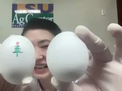 Eksperimen Ampuh Agar Kesegaran Telur Bertahan Lebih Lama