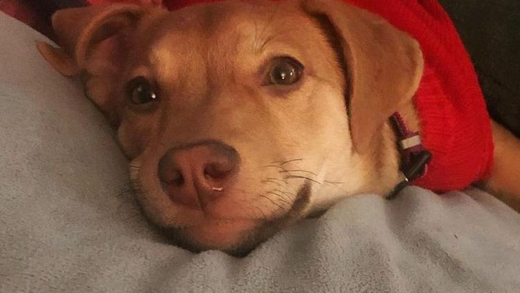 Gemas! Potret Tatapan Romantis Hewan ke Pemiliknya Gemas! Potret Tatapan Romantis Hewan ke Pemiliknya