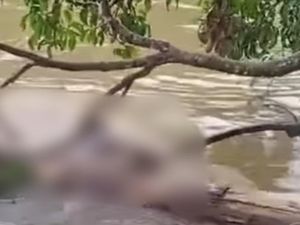 Mayat Pria Ditemukan Tersangkut di Batang Pohon Musi Rawas Mayat Pria Ditemukan Tersangkut di Batang Pohon Musi Rawas