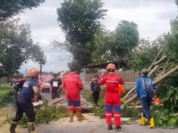 Angin Kencang Robohkan Pohon hingga Tutup Akses Jalan di Klaten