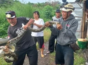 Jegagik! Ular Piton 3 Meter Santuy di Meja Warung Soto Juwiring Klaten