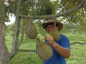 Nikmati Sensasi Memetik Durian Langsung dari Pohonnya di Blitar Nikmati Sensasi Memetik Durian Langsung dari Pohonnya di Blitar