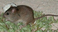 5 Cara Mengusir Tikus Tanpa Racun dan Aman Bagi Anak