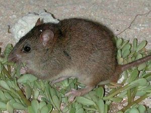 4 Cara Atasi Bau Bangkai Tikus Mati di Rumah 4 Cara Atasi Bau Bangkai Tikus Mati di Rumah