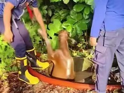 Damkar Maros Evakuasi Anak Sapi Terjebak di Sumur Sedalam 8 Meter