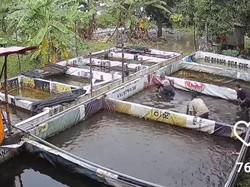 Aksi Santuy 4 Pemuda Sidoarjo Panen Lele Tetangga Desa, Endingnya..