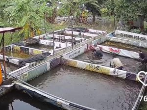 Aksi Lucu 4 Pemuda Sidoarjo Curi Ikan Lele Layaknya Kolamnya Sendiri Aksi Lucu 4 Pemuda Sidoarjo Curi Ikan Lele Layaknya Kolamnya Sendiri