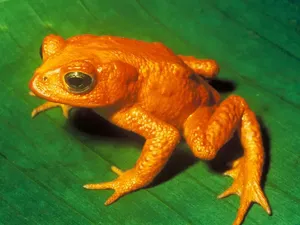 16 Daftar Hewan Punah Terbaru, Didominasi Fauna Katak dan Burung 16 Daftar Hewan Punah Terbaru, Didominasi Fauna Katak dan Burung