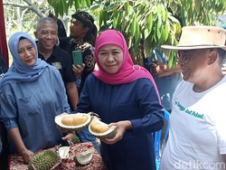 Khofifah Kepincut Manisnya Blackthorn di Kebun Durian Premium Blitar