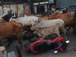Gerombolan Sapi Kocar-kacir Dengar Sirine Damkar, Motor-Mobil Diseruduk