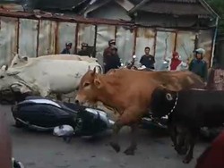 Kronologi Gerombolan Sapi di Antang Makassar Masuk Jalanan-Seruduk Kendaraan