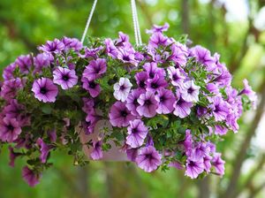 5 Tanaman Hias Gantung Paling Populer untuk Mempercantik Teras-Balkon