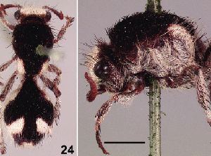 Semut Asal Brasil Ini Jadi Serangga Paling Gelap di Dunia, Mengapa?