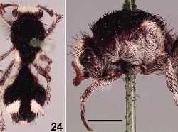 Semut Asal Brasil Ini Jadi Serangga Paling Gelap di Dunia, Mengapa?