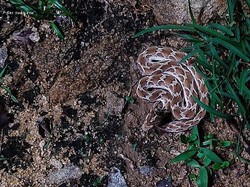 Urutan Ular Paling Berbahaya di Dunia, dari yang Tergalak hingga Beracun