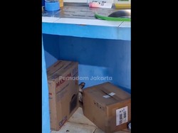 Hii... Ular Kobra Tiba-tiba Muncul di Dapur Rumah Warga Jakbar