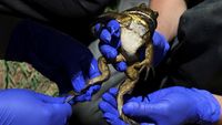 Wujud Katak Fosil yang Terancam Punah Akibat Perubahan Iklim