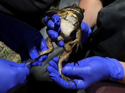 Wujud Katak Fosil yang Terancam Punah Akibat Perubahan Iklim